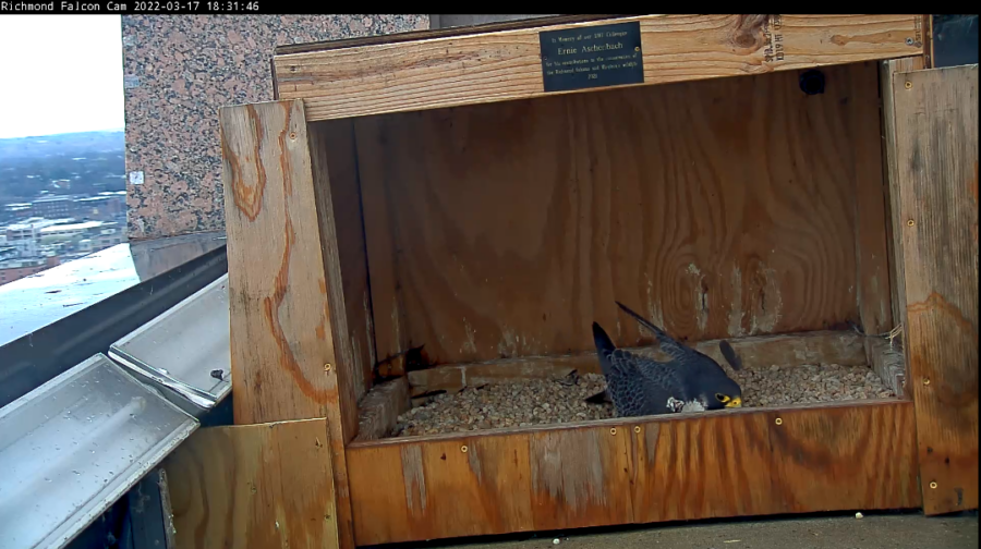 雄隼守护着雌隼产卵的浅洼地