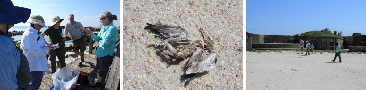 左图：DWR 工作人员聚集在 Ft。羊毛码头讨论他们的采样策略。中间：在其中一艘驳船上发现的一只死去的普通燕鸥幼鸟。这只小鸡的带子是我们在死亡率调查期间收集的。右图：DWR 工作人员正在勘测 Ft。羊毛胴体的阅兵场。