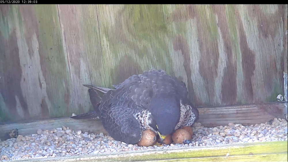 5 月12日，雌性已破壳