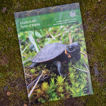 ShopDGIF-turtleguide 01 _DGIF 网站的链接