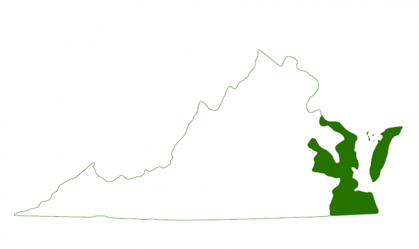 北部菱背龟分布于弗吉尼亚州南部海岸和堰洲岛