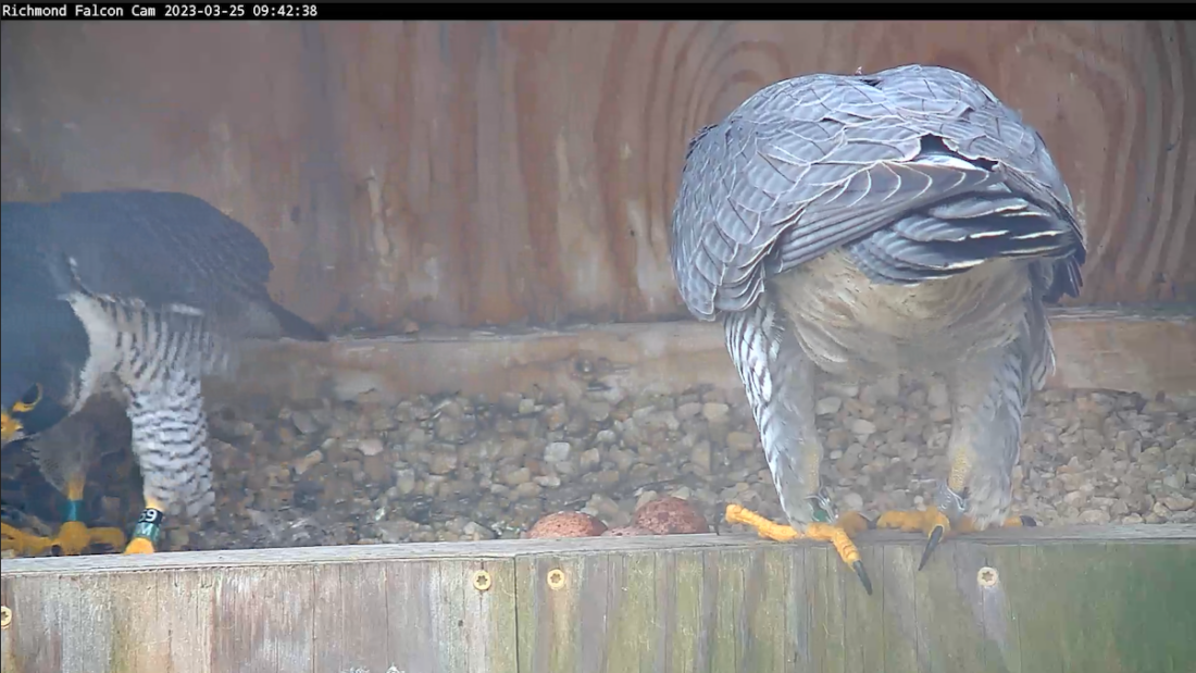 游隼巢箱的图片；在这张照片中，鸟儿们正在交换位置，决定谁来孵三颗蛋