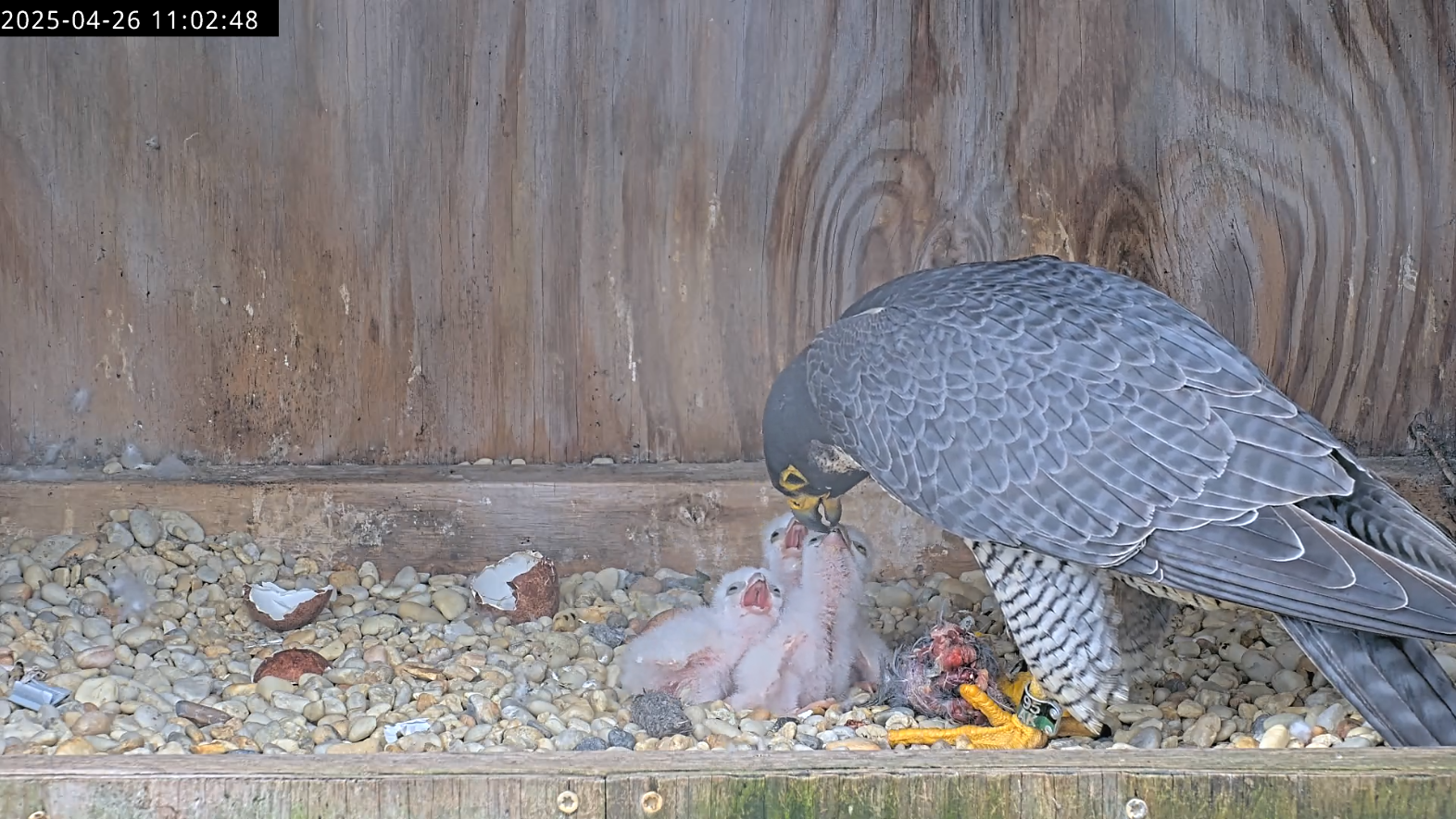 一只雌猎鹰正在喂养三只刚孵出的小鹰。