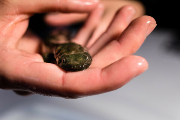 东部大鲵的图片