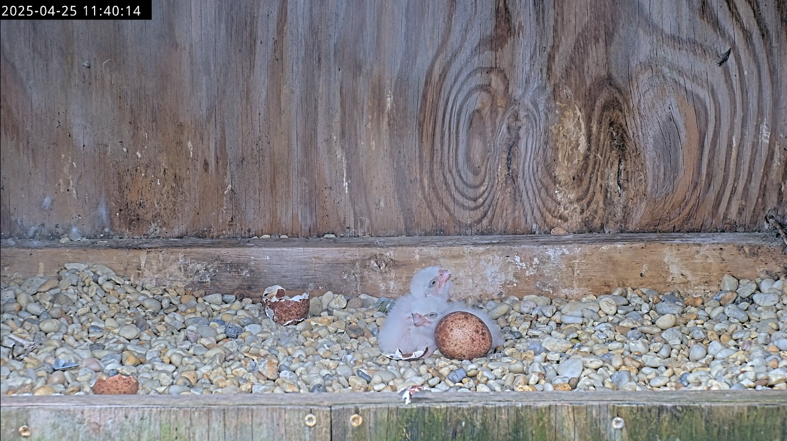 孵化/育雏交换期间可见的两只小鸡。