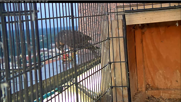 起初，成年雌鸟试图从围栏上方的栏杆上喂养雏鸟，但没有成功。