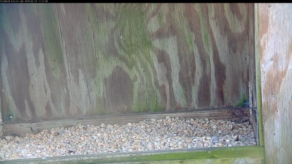 河滨广场大楼的鸟巢箱里有刮痕，