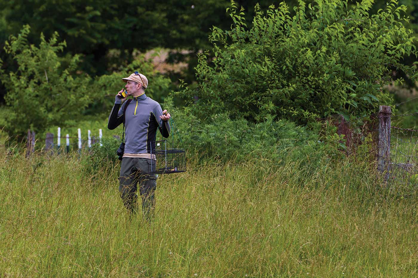 在得知伯劳鸟的位置后，DWR 的一名工作人员在其附近放置了一个装有老鼠的活捉陷阱 