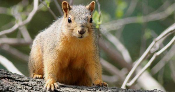 红松鼠的图片