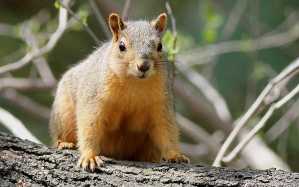 灰松鼠的图片